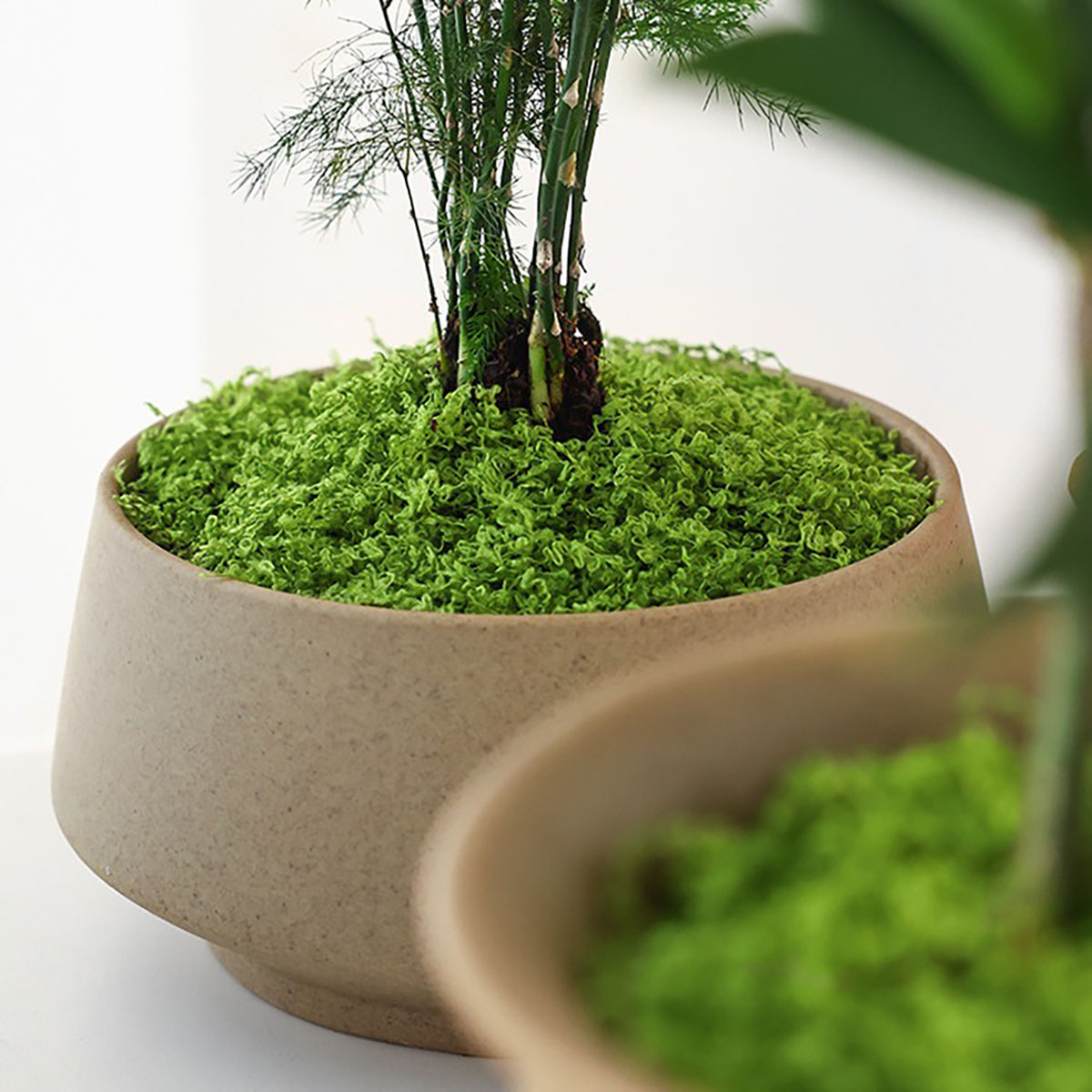 ประมาณ 20 กรัม ต้นไม้ประดิษฐ์ส - Home Office With Plants บทวิจารณ์และราคา